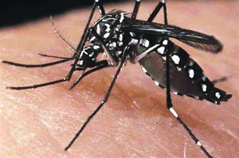 mosquito