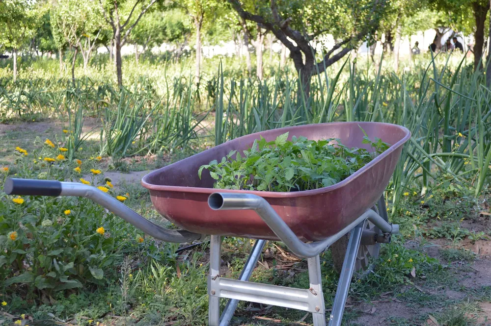 verduras