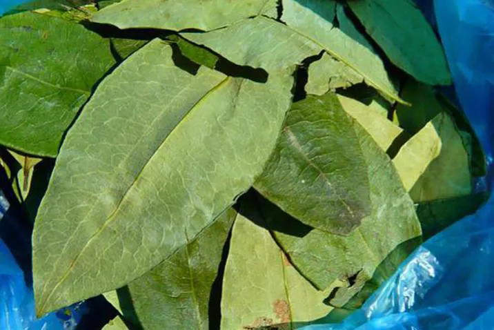 coca-leaves