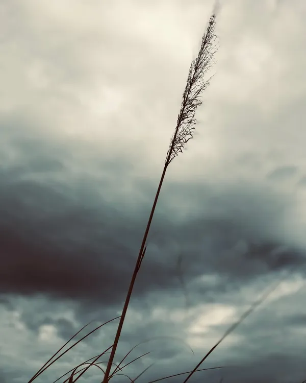 yuyodecampo