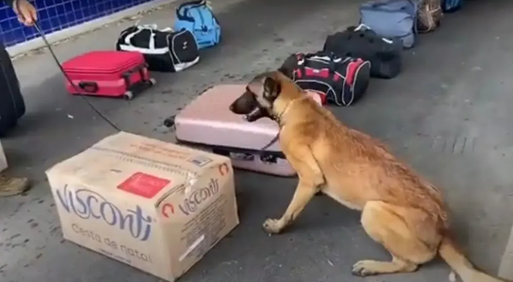 perro-droga